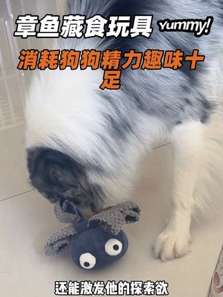 赶紧给你家狗子也买一个新玩具吧。#藏食玩具 #狗狗玩具 #消耗精力玩具 #消耗精力