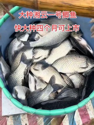 湘云一号大种鲫鱼,一年可长三斤,四个月可上市,增长速度快,抗病害能力强,全年无病害持续生长,大种高抗性鲫鱼#水产人#湘云一号#湘云一号鲫鱼 #鲫鱼苗批发#鲫鱼#水产人