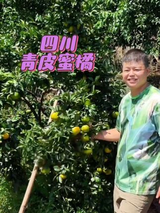 四川青皮蜜橘青橘子薄皮多汁酸甜爽口无籽孕妇水果不是寻乌蜜桔#优质农产品 #橘子#青皮蜜桔#孕妇水果#无籽橘子