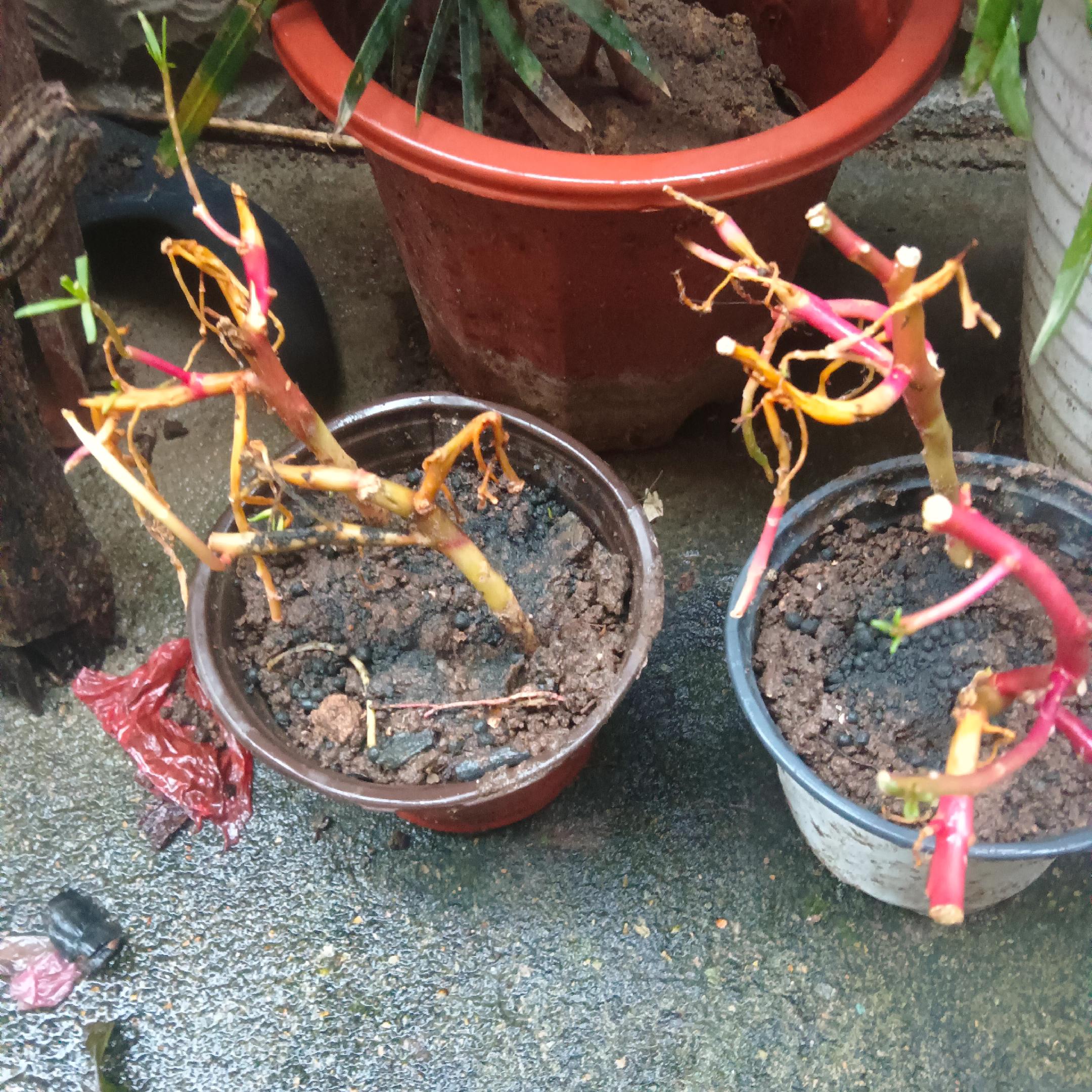 这个花好啊到了种下去这两天就开始烂了
