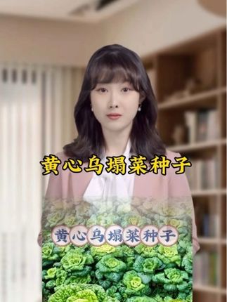 #黄心乌塌菜种子#乌塌菜种植#在家种菜#超便宜超划算#农业种植