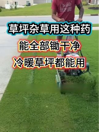 草坪处理杂草用这种药,能除的干干净净#绿化养护 #市政工程 #草坪草皮 #草坪基地 #绿化
