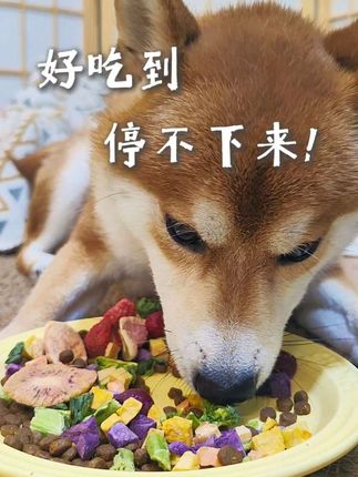 最近超火的果蔬冻干桶!12种天然果蔬 狗狗日常所需维生素和膳食纤维 一桶全搞定!养狗家庭一定要安排上~ #狗零食 #宠物零食 #萌宠好物 #养狗经验分享 #双11星选好物
