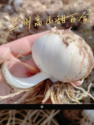 【震惊!】兰州甜百合竟然这么好吃!😍来自甘肃兰州的甜百合,每一瓣都饱满多汁,甜度刚刚好#兰州百合 #健康食材 #养生必备 #美食分享