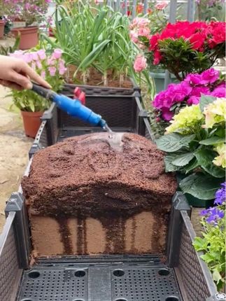 #营养土#种花种菜专用土 #椰砖营养土 #椰砖