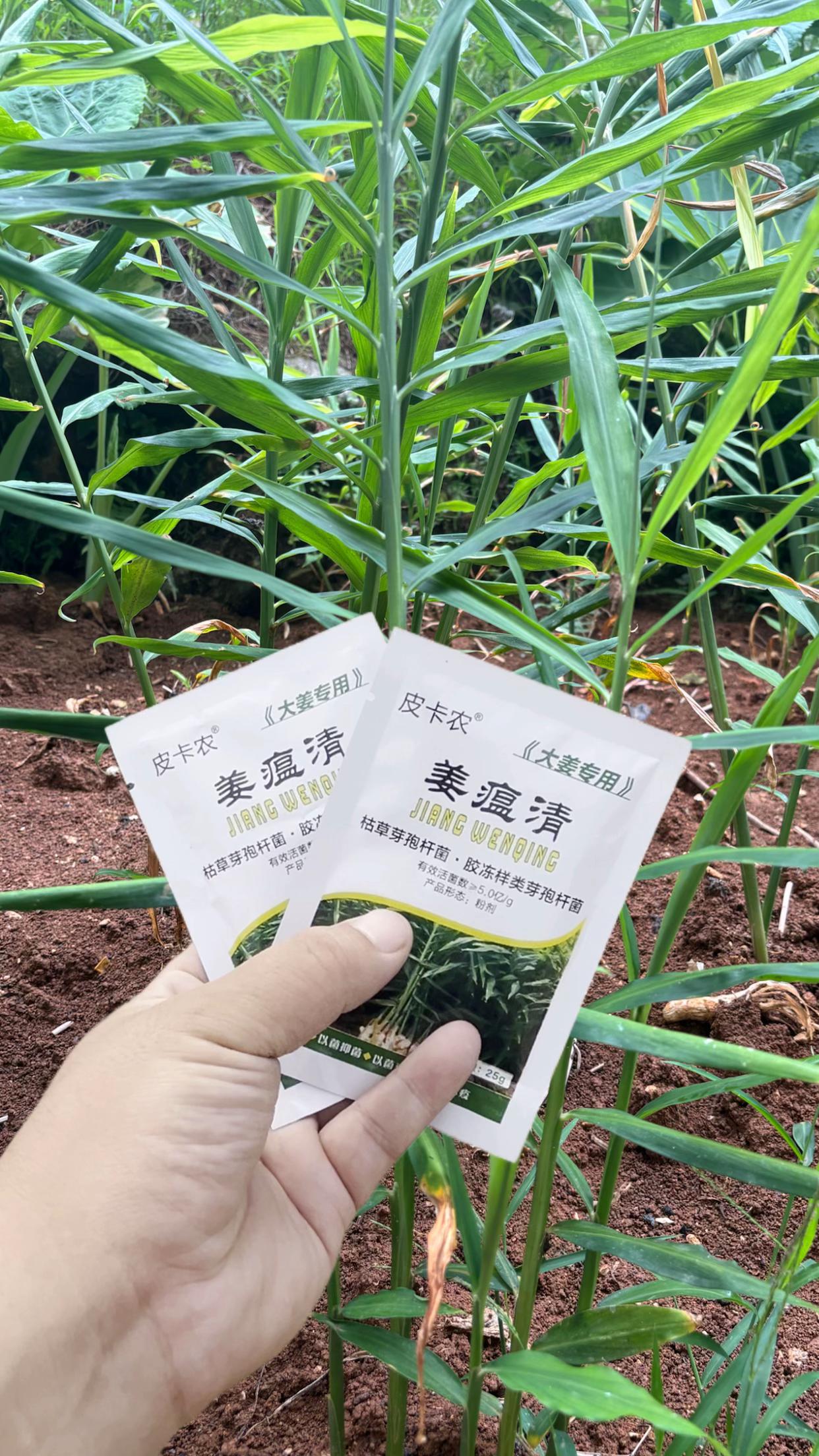 生姜病害防治用姜瘟清 #农业种植 #种植小技巧#农业种植技术#生姜病害防治#生姜