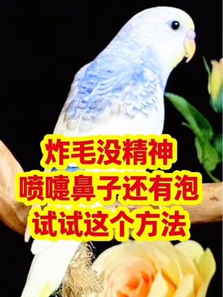 秋冬季天气忽冷忽热鹦鹉炸毛没精神试试这个办法#手养鹦鹉#宠物鹦鹉#宠物知识 #鹦鹉