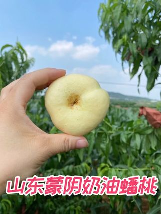 山东蒙阴奶油蟠桃,还有和彩虹油蟠桃组合4-4.5斤桃子扁水蜜桃油桃