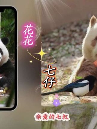 听七仔讲讲人生低谷怎么办 #熊猫花花#七仔 #熊猫小剧场 #冰箱贴