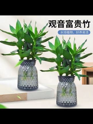 【买一送一】水培观音竹室内四季绿色桌面盆景盆栽轻奢烟灰树脂盆#观音竹#室内水培观音竹#四季常青桌面盆栽@DOU+小助手