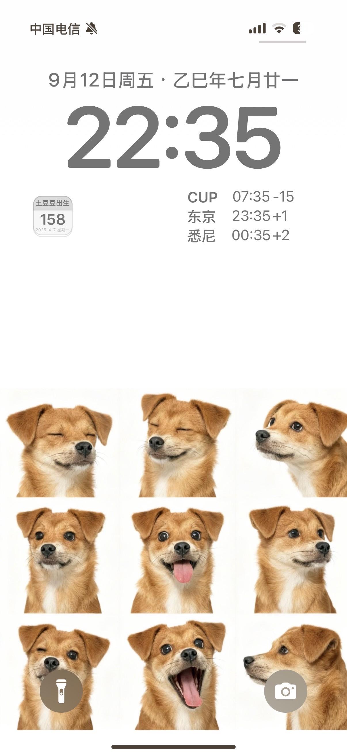 土豆豆壁纸向。#宠物写真 #狗狗 #宠物 #萌宠出道计划 #养狗日常