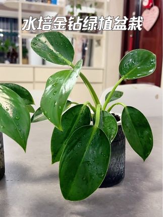 超好看又好养活的水培金钻到手两盆#水培金钻 #绿植盆栽