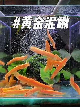 天呐!鱼缸自带“黄金保洁员”是种什么体验?懒人养鱼必备! 这条金光闪闪的小可爱,竟是清理残渣的一把好手!游起来像会发光的金条,颜值实力双双在线~趴缸底勤勤恳恳“打工”,东啄啄西啃啃,粪便食物残渣都不放过! 新手也能轻松养,省心好打理,鱼缸干净又好看! 你也在养黄金泥鳅吗?带话题发视频聊聊吧~#黄金泥鳅 #水族 #观赏鱼 #养鱼日记 #水族爱好者 @抖加🔥上热门🔥dou+🔥热点宝 @DOU+上热门