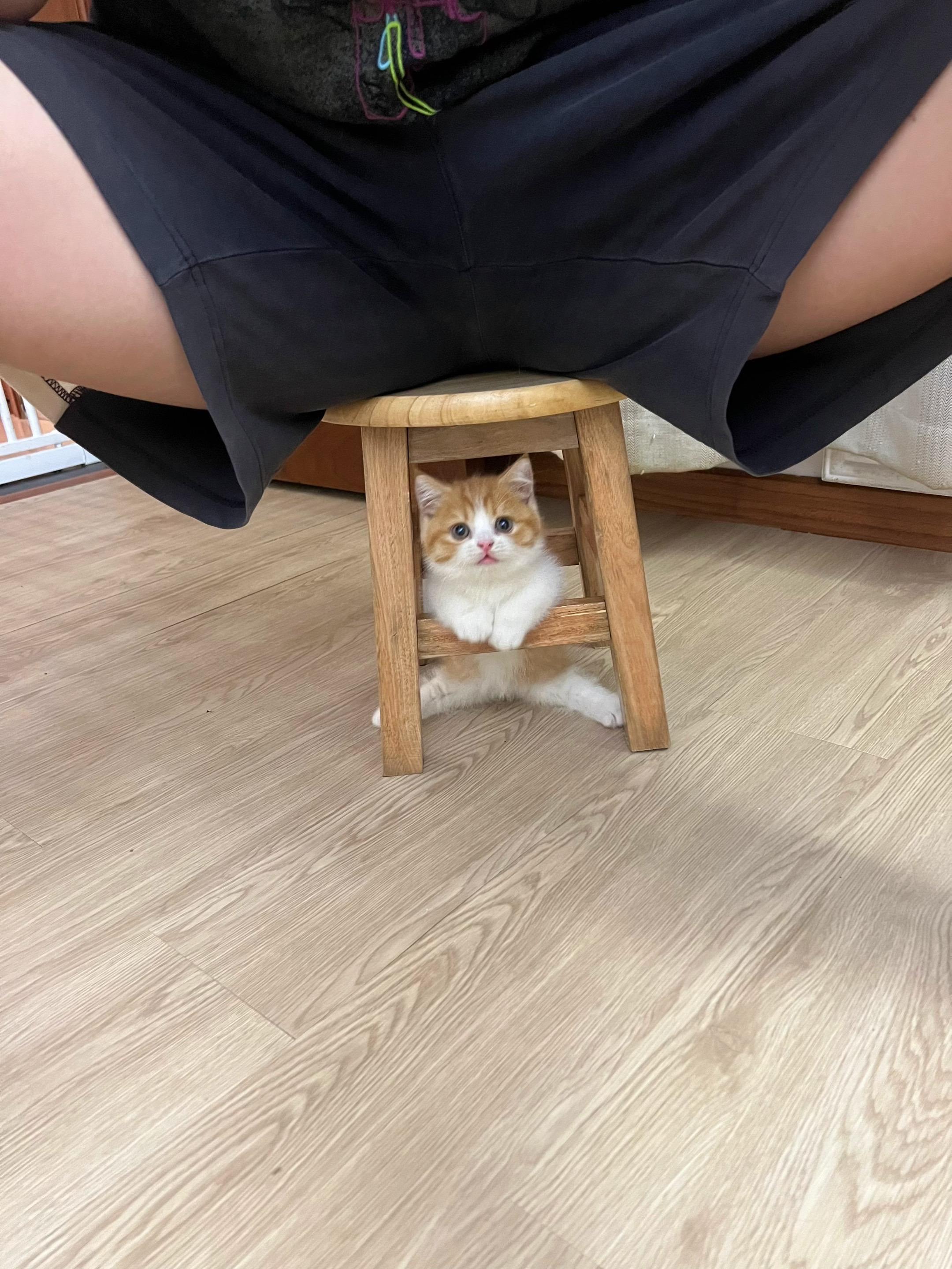 没什么才艺,咪给你劈个叉吧。#猫咪日常#摆摊猫#铲屎官和他的主人