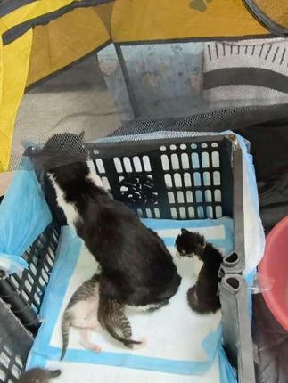 宠物用品赛道文案素材 - 养猫日常好物 分享日常在用的猫砂,用料简单干净。现场倒水试过,吸水结块很好,日常打理省心,家里小猫都很喜欢。#膨润土猫砂推荐 #猫咪用品好物推荐 #多猫家庭必备 #卡拉的大白 #猫砂 - 卡拉的大白作品