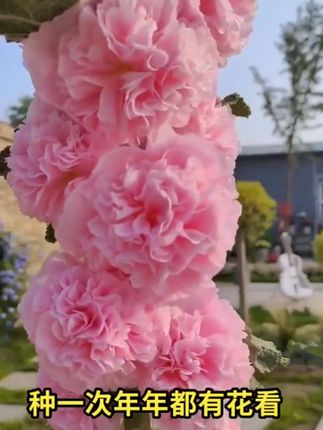重瓣蜀葵种子 重瓣蜀葵花#重瓣蜀葵种子#@三农