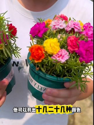 多色重瓣太阳花#太阳花苗 #三农 #重瓣太阳花苗