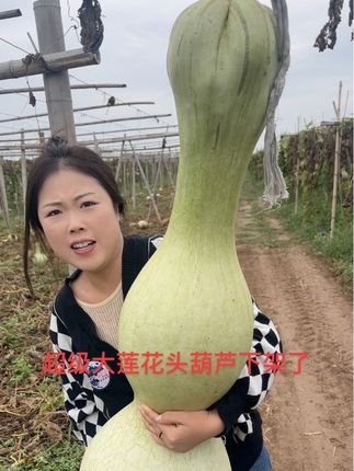 超级大莲花头葫芦下架了#村头葫芦精品葫芦 #村头葫芦精品大葫芦 #村头葫芦农村葫芦种植户 @村头葫芦