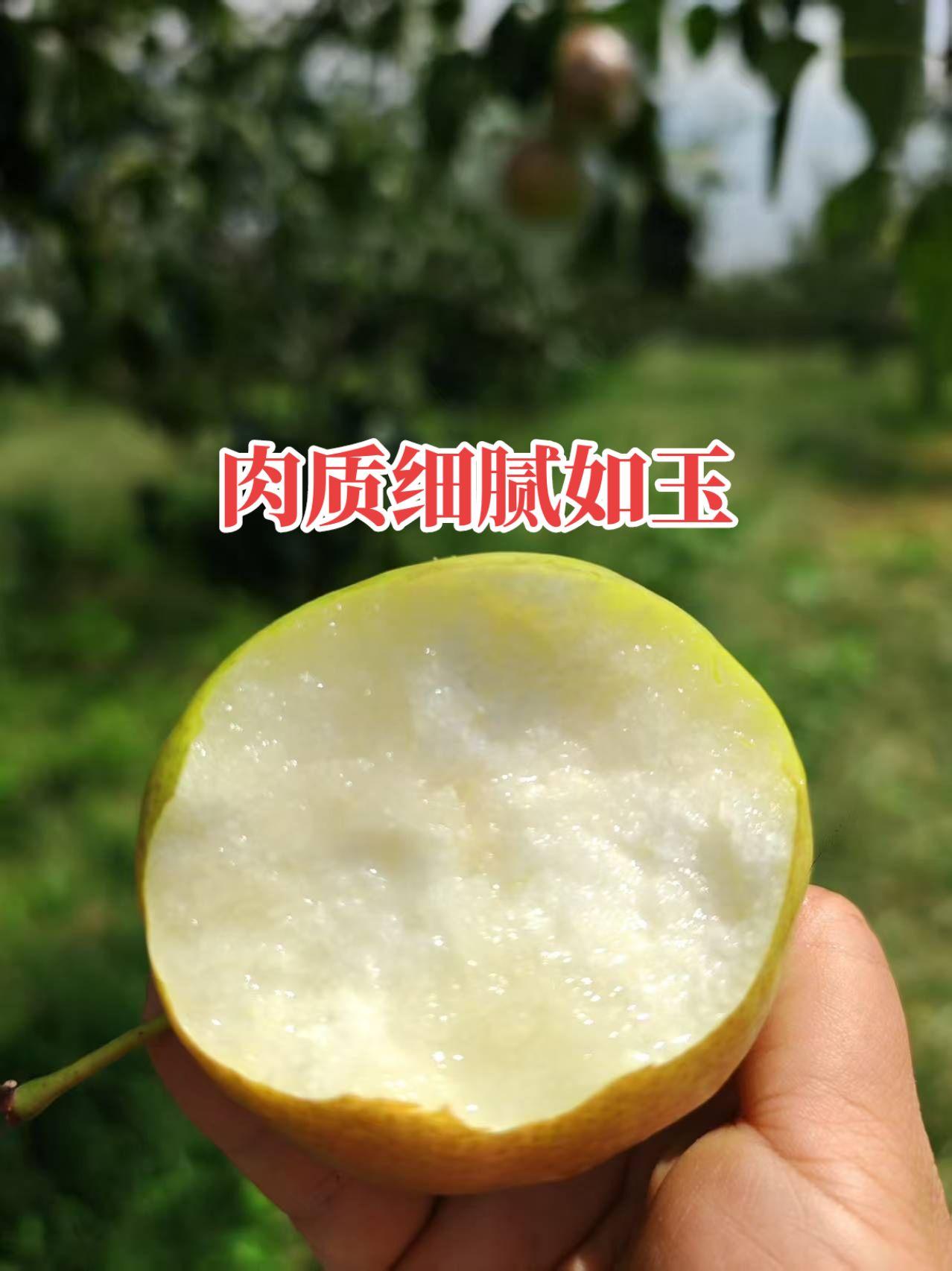 #玉露香梨 #果园现摘现发#新农人计划#绿色食品