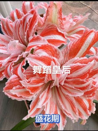 #朱顶红 #爱生活爱养花 #养花人的乐趣 #舞蹈皇后 #随拍 朱顶红舞蹈皇后坨坨,带盆带土保花剑发货