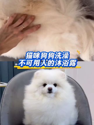 养宠家庭闭眼入!奥芬洁宠物沐浴露,有效减少螨虫数量和附着,温和配方,0有害添加,洗完毛发蓬松柔顺,留香持久,让毛孩子秒变香香宝贝~#奥芬洁沐浴露 #宠物沐浴露 #狗狗沐浴露 #奥芬洁宠物沐浴露