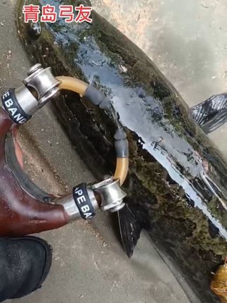 一条黑鱼 #真实户外 #户外捕鱼 #户外抓鱼 #吉吉滑轮弓 #滑轮弓