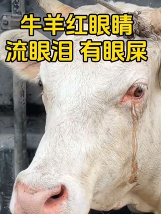 #牛羊养殖#养殖人加油#羊流眼泪 #养羊人 #自繁自养