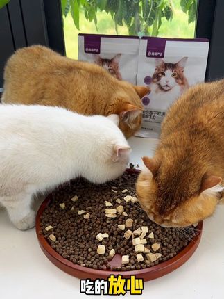 网易3.0冻干双拼猫粮,猫咪嘎嘎爱吃,网易大品牌吃的放心,刷到赶紧安排!#养猫新手 #猫粮推荐 #网易严选