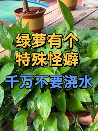 绿萝有个特殊怪癖,只有满足叶片硕大油绿! 绿萝有个特殊怪癖,只有满足叶片硕大油绿!#爱生活爱养花 #养花小技巧 #园艺 #养花知识 #养花小妙招