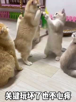 钢丝逗猫棒、有羽毛有铃铛都是小猫咪喜欢的,养猫没有逗猫棒那你的快乐就会少一半!#萌宠出道计划 #科学养宠攻略 #萌到爆炸了💥 #钢丝逗猫棒#养宠家庭必备