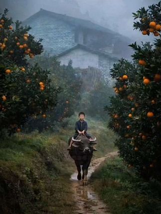 石板路蜿蜒向深山,木楼隐于繁花雾霭间,落日把云霞烧得滚烫,飞鸟驮着余晖掠过,这山间村落的晨昏,是尘世之外的清欢。#乡村田园生活 #所求皆所愿