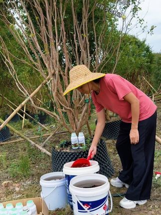 #果树管理 嘉宝果树生长缓慢。还黄叶掉叶,不开花不结果结果少等,使用嘉宝果水溶肥兑水稀释,根部浇灌,叶面喷施。助根系生长,生根发芽,促花挂果。提高果树产量#嘉宝果#水溶肥#种植小技巧#三农