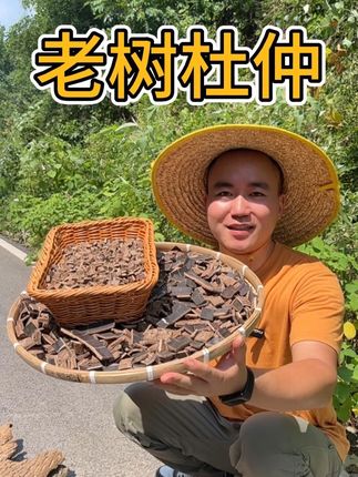 老树杜仲,去糙皮杂质,整片切小块#泡酒好材料 #杜仲