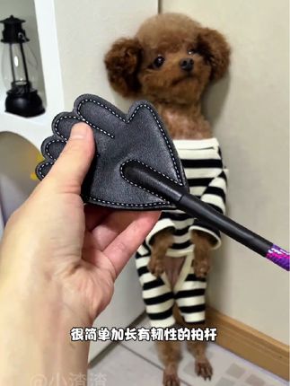 平时家里狗子犯了错,别再用手打了,国外养狗人都在用这个训犬拍 #宠物训犬拍  #训狗棒 #打狗棒 #训犬拍 #宠物必备