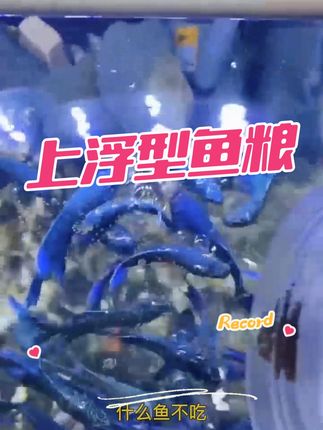 #轻松养鱼 上浮型高蛋白鱼粮,不浑水不喷油,适口性好好富含维生素和矿物质,适合各种中小型观赏鱼#鱼食 #鱼粮