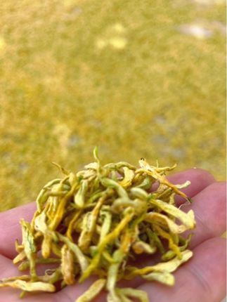 2025年头茬新货【金银花】,纯手工采摘,自然晾晒,颗颗带绒毛,晒的足干,泡水喝#金银花 #金银花茶 #花草茶 #原产地 #农产品