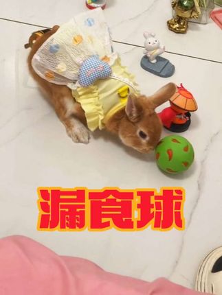 互动神器,开发兔宝智商的漏食球玩具。 #兔子#兔子解闷玩具