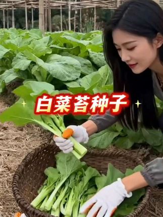 #白菜苔种子#白菜苔种植#在家种菜#阳台小院均可种植 #超便宜超划算