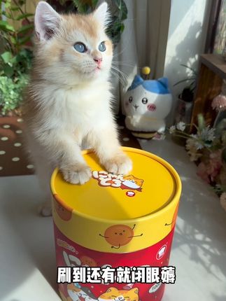 地狱厨房猫条大破价啦,养猫人不薅白不薅#萌宠好物 #科学养宠攻略 #养猫新手