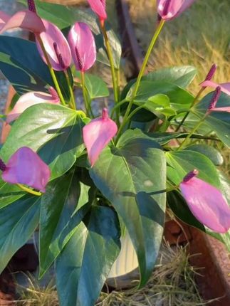 #家庭养花 #爱生活爱养花 #花卉绿植养花 #绿植盆栽花卉 #养花小技巧