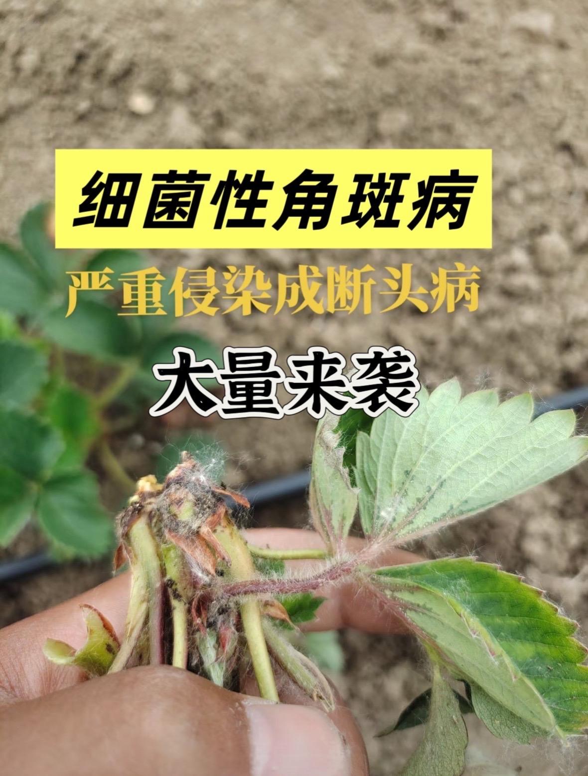 草莓角斑病,断头病,根腐病配方 #草莓角斑病 #角斑病 #草莓病虫害防治 #草莓细菌性角斑病 #草莓病害