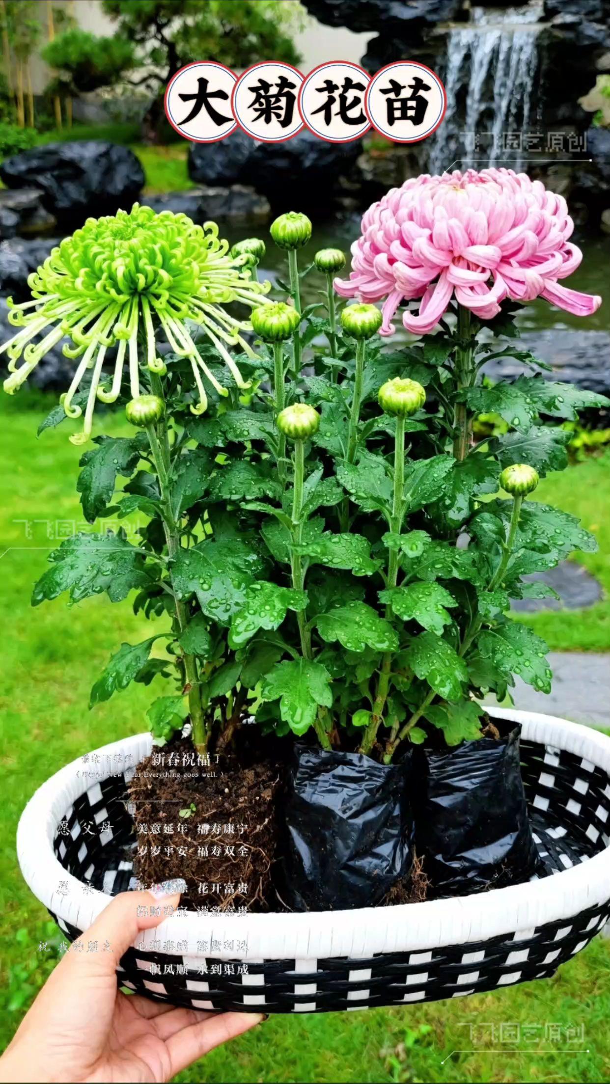 正宗大菊花苗。四季常开的大菊苗新鲜上架! 养花爱好者别错过这波!这款菊苗能四季持续绽放,家里一整年都飘着淡淡花香。花朵饱满硕大,金黄款明艳吸睛、粉白款娇柔讨喜,每一朵都自带亮眼气场。 打理起来格外省心,既耐低温又耐干旱,不管地栽还是盆栽都合适,摆在阳台、庭院或是客厅,都是能拉满格调的颜值担当。现在下单,发出的全是健壮好苗,包装扎实发货迅速,让四季的烂漫花景,早早为你的家增添生机! #优质菊花苗 #好看花卉分享 #日常园艺 #菊花 #养花的生活美学