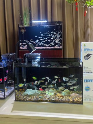 新手桌面鱼缸,整套搭配,简单省心#家居摆件 #新手养鱼 #鱼缸里的大自然