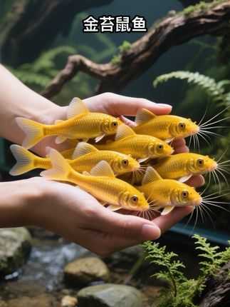 #黄金苔鼠 是水族箱的“清洁小能手”,金黄色的外表亮眼,能帮忙啃食藻类,让鱼缸保持洁净。#观赏鱼 #清洁鱼 #金苔鼠 #金苔鼠鱼