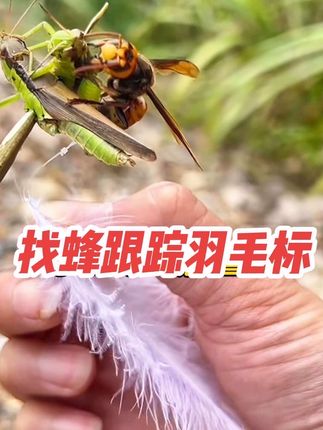 跟踪马蜂用羽毛标,更轻更显眼,蜂标穿好鱼线打结,轻轻绑在马蜂上,找蜂速度更快#马蜂蜂标 #蜂标 #蜂标羽毛 #羽毛标 #户外找蜂