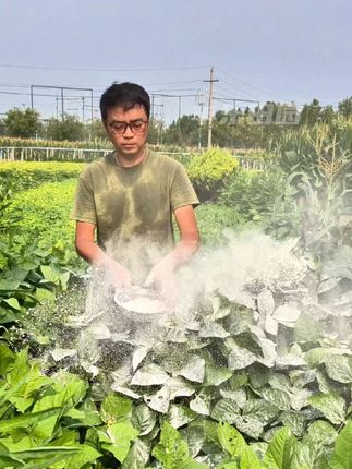 #种菜小技巧 #在家种菜 #种植小技巧 #生石灰 #生石灰粉