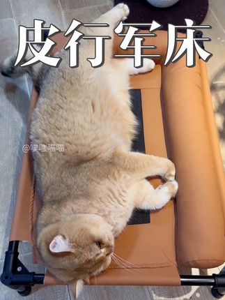 嘿嘿 刚安装好行军床,这位爷就躺上去了~不过话说回来,这皮橙 色质感很不错,很好看~#猫行军床#猫窝#狗窝