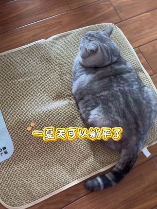 宠物用品赛道文案素材 - 凉凉爽爽的小凉席,小猫咪这一夏天可以躺平了#宠物凉席 #萌宠好物#养猫新手#养猫经验分享 - 包子是只猫🐱作品