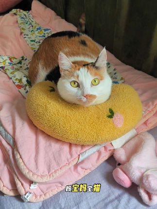 给你们看妈宝咪抻着小脑袋等我给她拿枕头……包浆老枕头就是胖丫的阿贝贝#猫咪专用枕头#三花猫#它真的好像个小宝宝