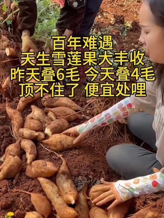 天山雪莲果 脆甜多汁,可生吃可煲汤#雪莲果#天山雪莲 #脆甜多汁#优惠活动火爆进行中